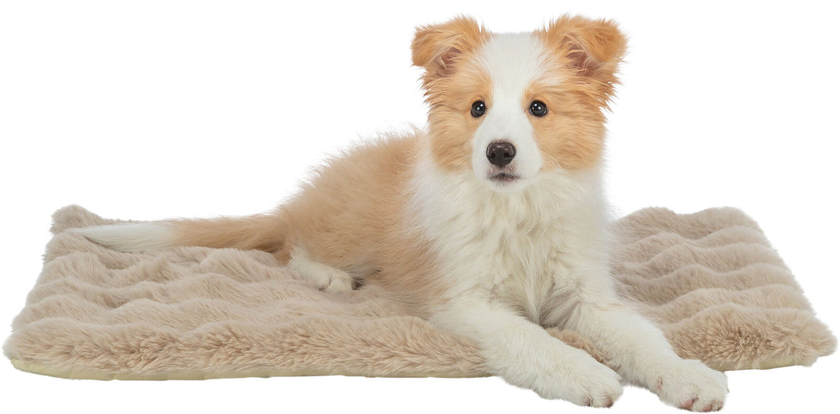 Ein gelb-weißer Hund liegt entspannt auf einer beigen, flauschigen Decke.