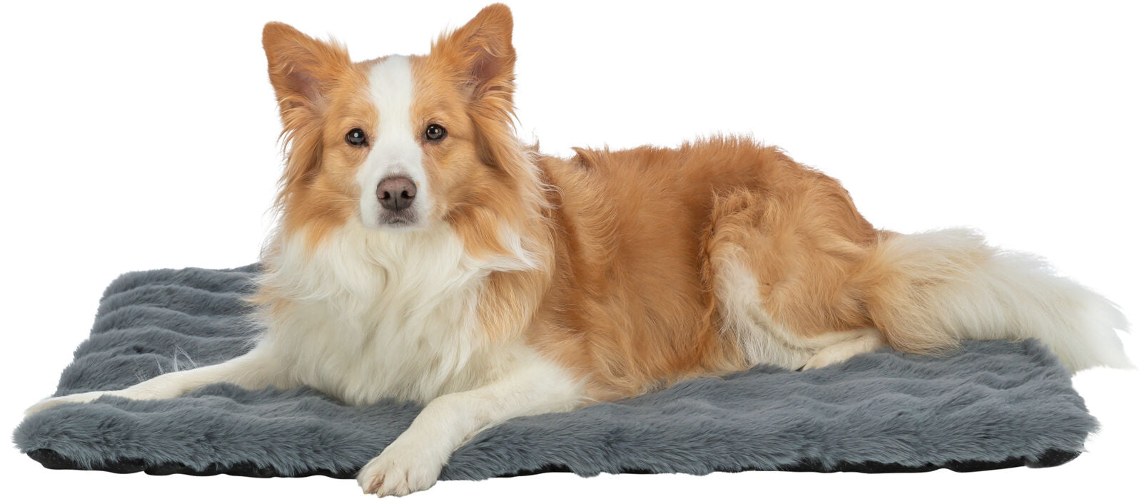 Ein Hund mit braun-weißem Fell liegt auf einer grauen, flauschigen Unterlage und blickt direkt nach vorne.