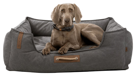 PHO_PRO_DOG_CLIP_37447-37448-37449-3