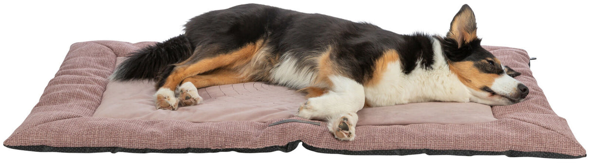 PHO_PRO_DOG_CLIP_37556-37557-2