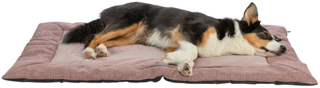 PHO_PRO_DOG_CLIP_37556-37557-2