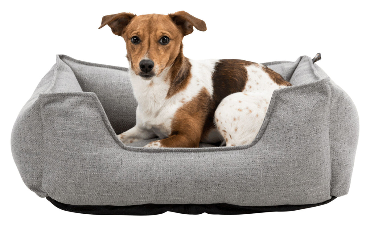 Hund liegt in einem grauen Hundebett mit erhöhten Rändern und blickt geradeaus.