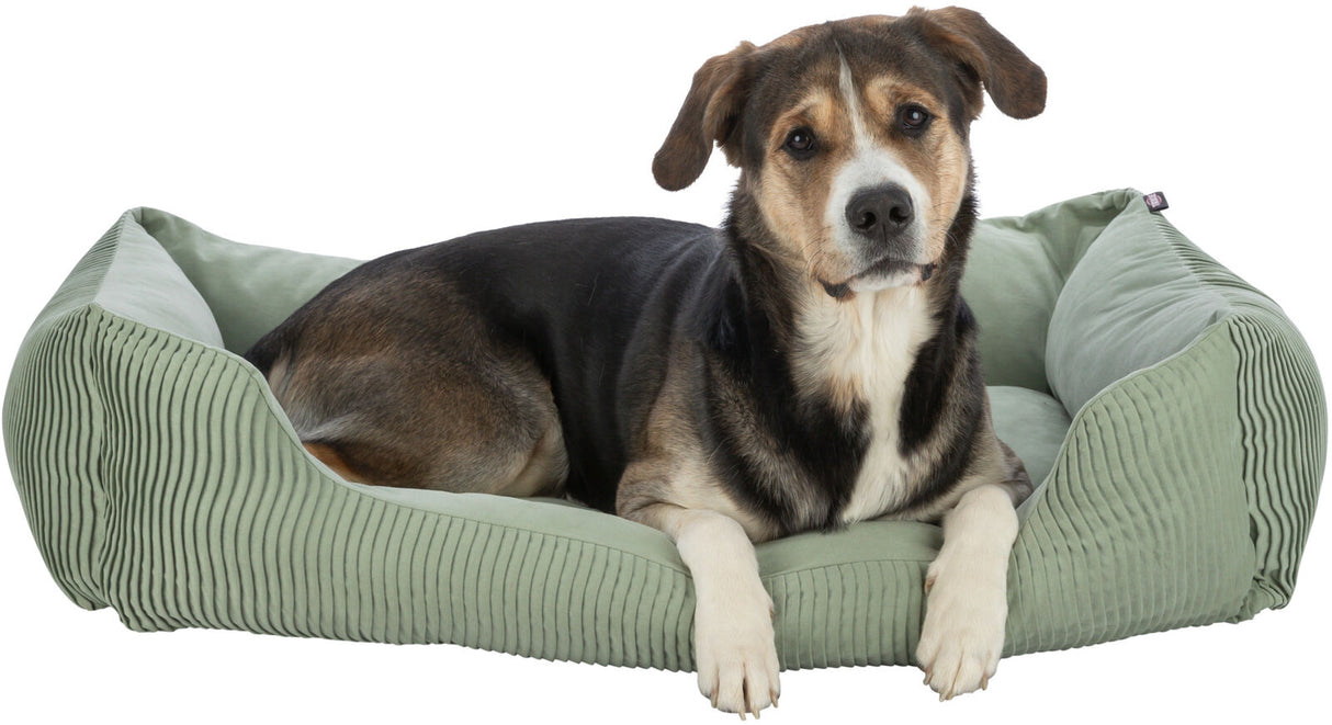 Ein großer Hund liegt in einem grünen, gerippten Hundebett und blickt direkt in die Kamera.