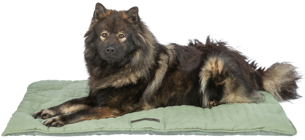 Ein Hund mit dichtem, braun-schwarzem Fell liegt auf einem grünen gepolsterten Hundebett vor weißem Hintergrund.