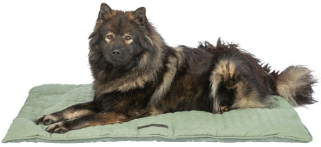 Ein Hund mit dichtem, braun-schwarzem Fell liegt auf einem grünen gepolsterten Hundebett vor weißem Hintergrund.