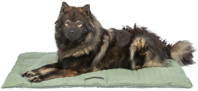 Ein Hund mit dichtem, braun-schwarzem Fell liegt auf einem grünen gepolsterten Hundebett vor weißem Hintergrund.