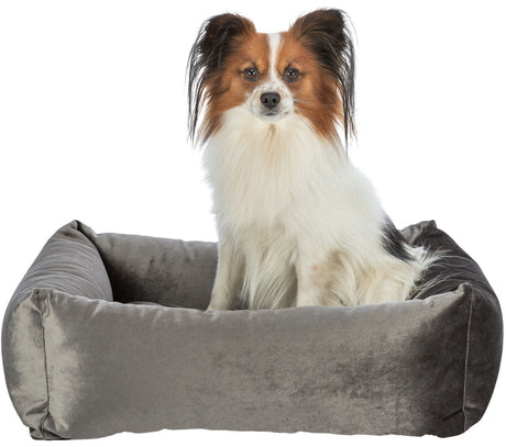 PHO_PRO_DOG_CLIP_37720-37721-1