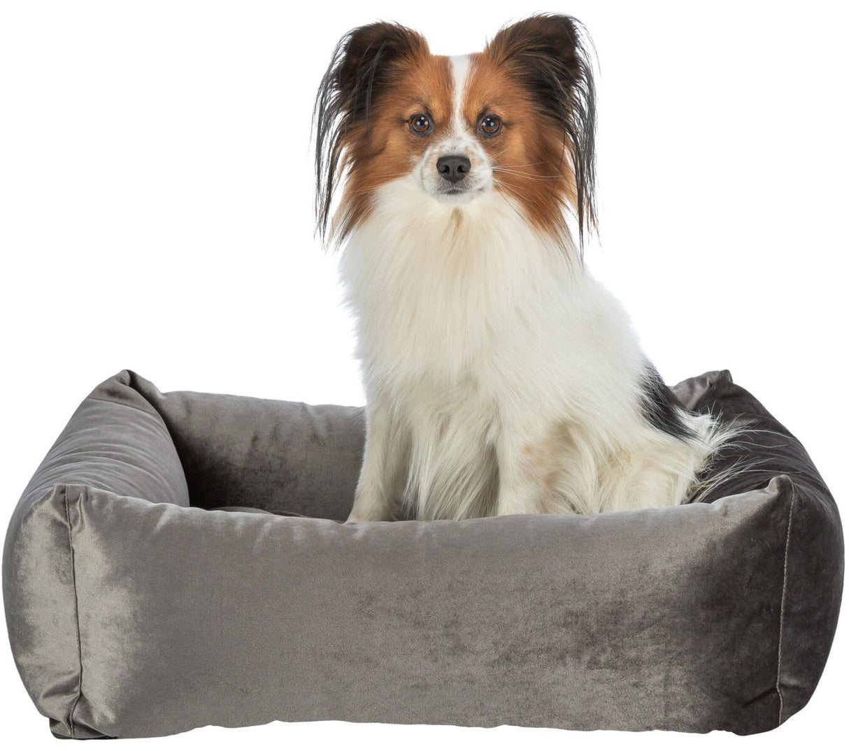 PHO_PRO_DOG_CLIP_37720-37721-1