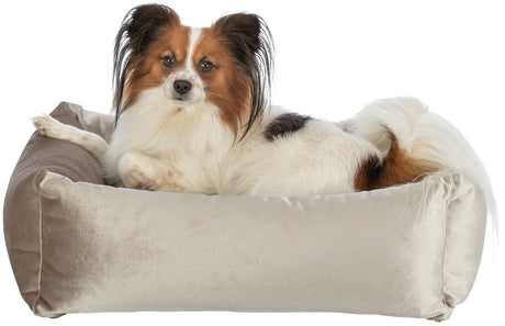 PHO_PRO_DOG_CLIP_37722-37723-1