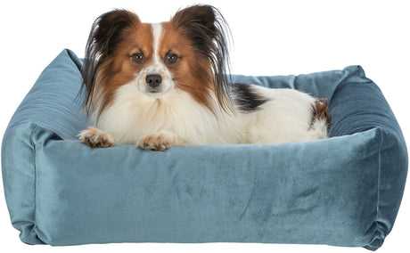PHO_PRO_DOG_CLIP_37724-37725-1