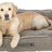 Heller Hund liegt in einem braunen Hundebett aus Stoff, auf dem Etikett steht "homeEdition" und "TRIXIE".