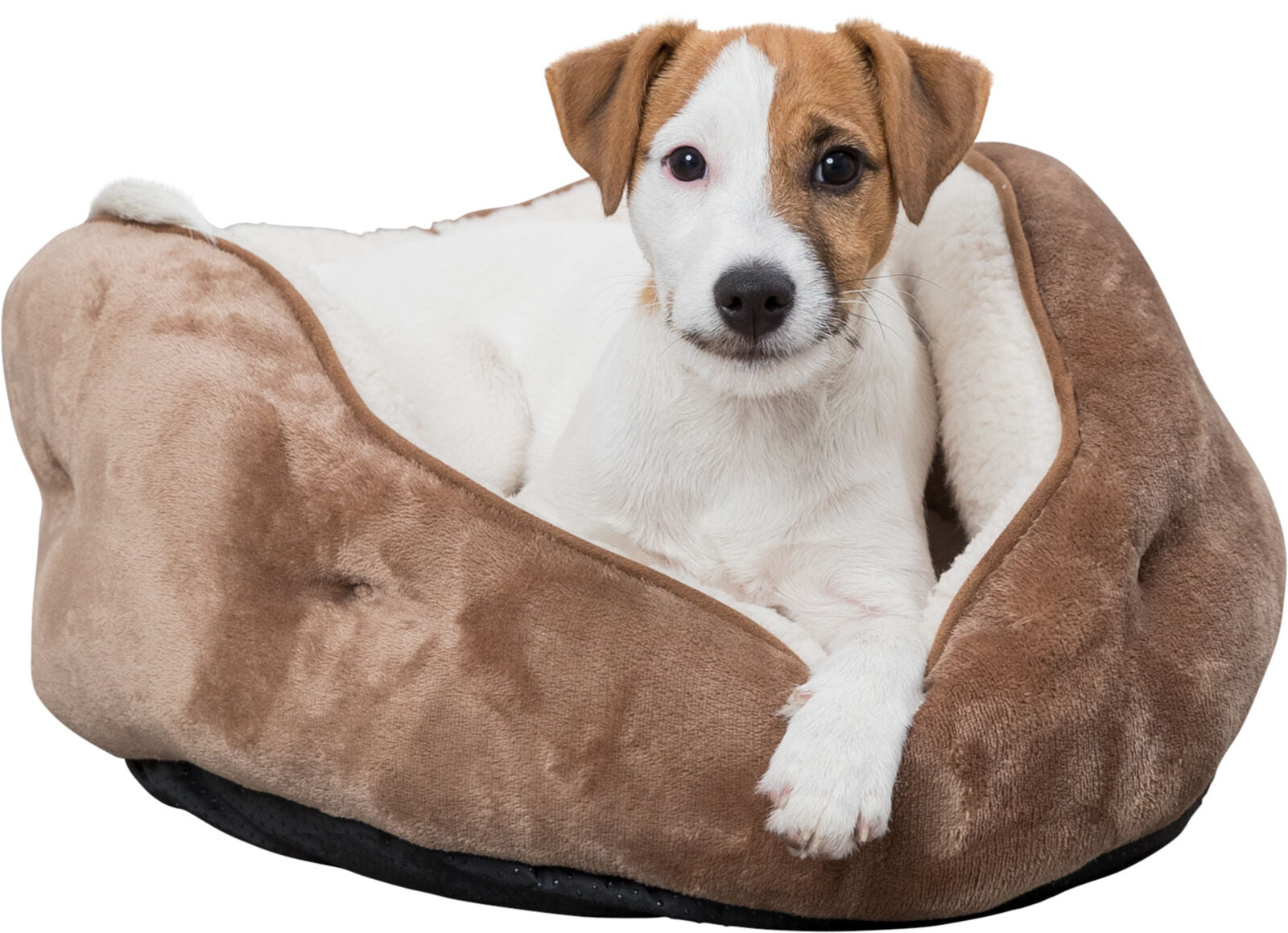 PHO_PRO_DOG_CLIP_37841-37842-2