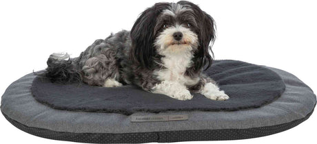 PHO_PRO_DOG_CLIP_37884-1