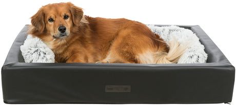 PHO_PRO_DOG_CLIP_38009-38300-1
