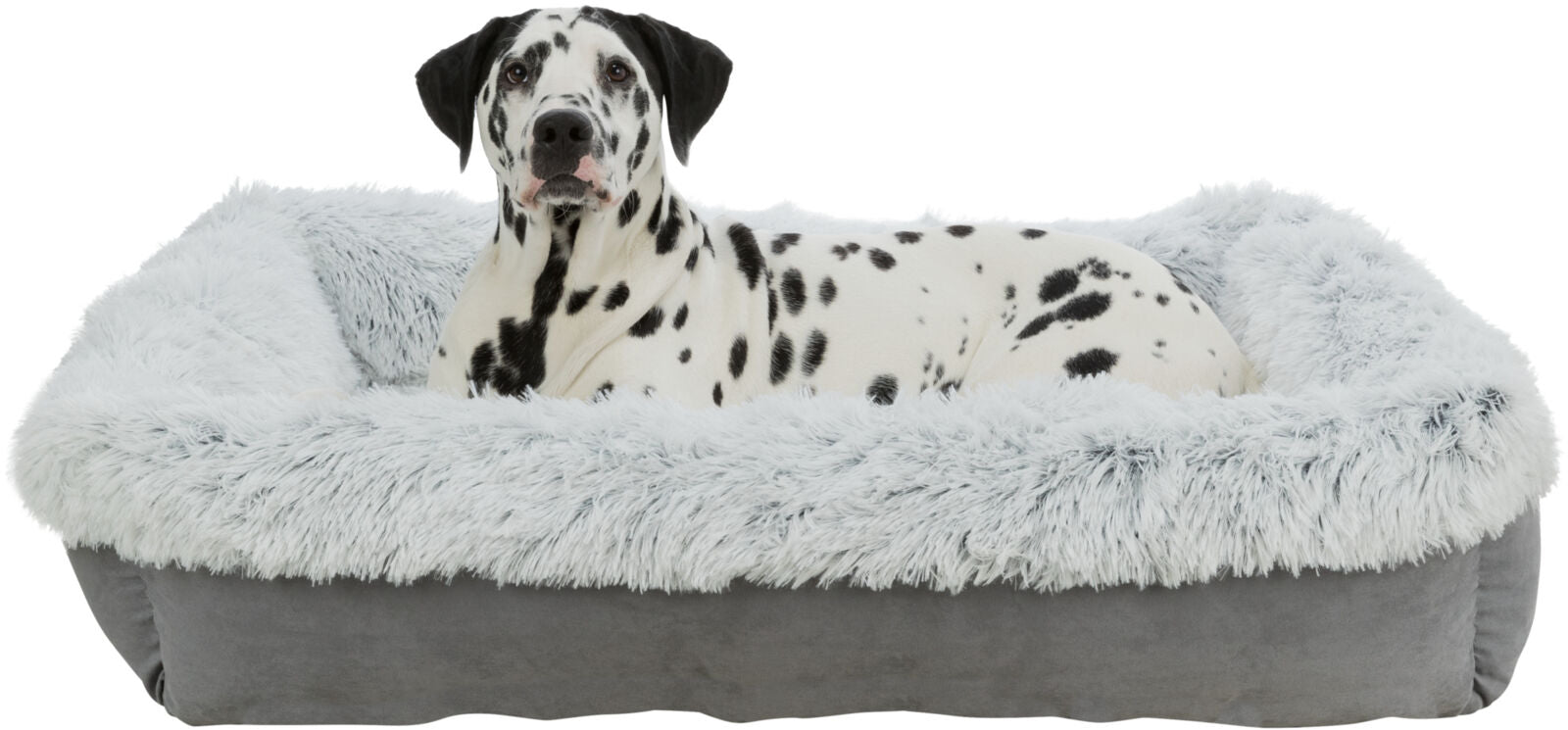 Ein Dalmatiner liegt in einem grauen Hundebett mit flauschigem, hellem Rand.