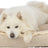 Weißer Hund liegt in einem beige-gemusterten Hundebett.