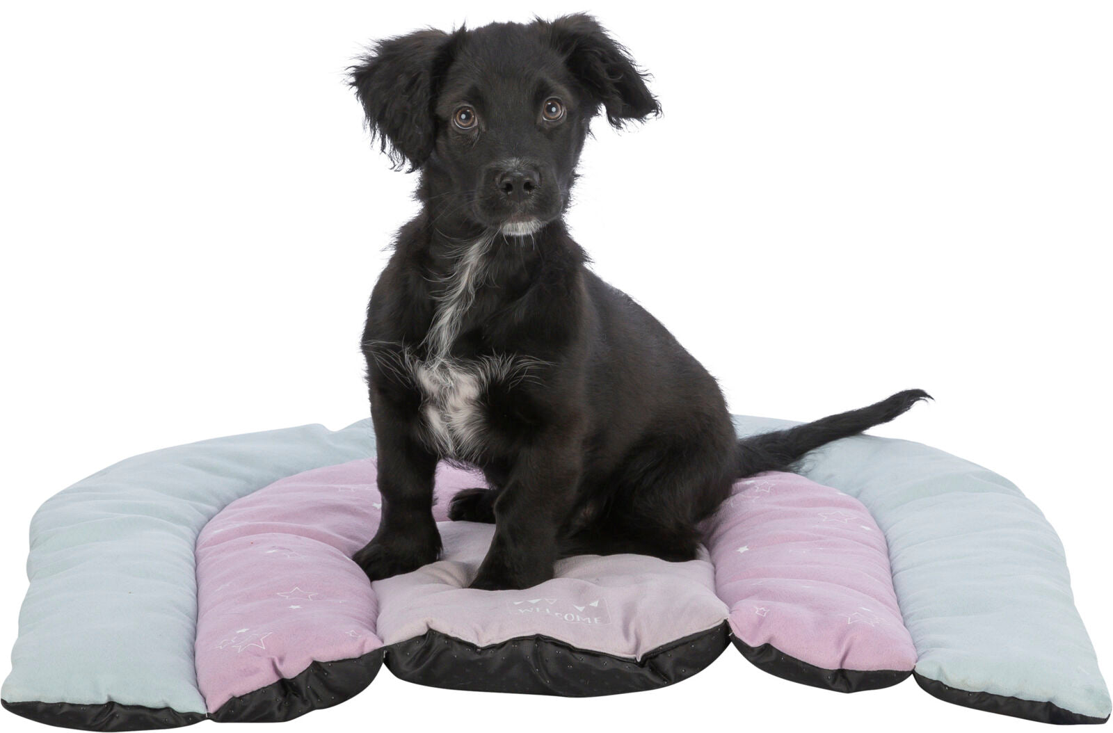 Ein kleiner schwarzer Hund sitzt auf einem pastellfarbenen Kissen, das aus blauen, rosa und lila Abschnitten besteht.