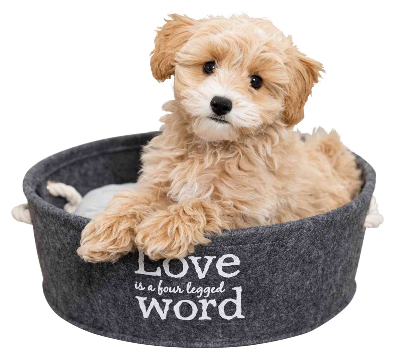 PHO_PRO_DOG_CLIP_38395-1