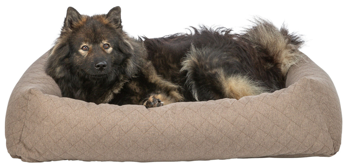 Hund mit dunklem Fell liegt in einem großen, hellbraunen Hundebett auf weißem Hintergrund.