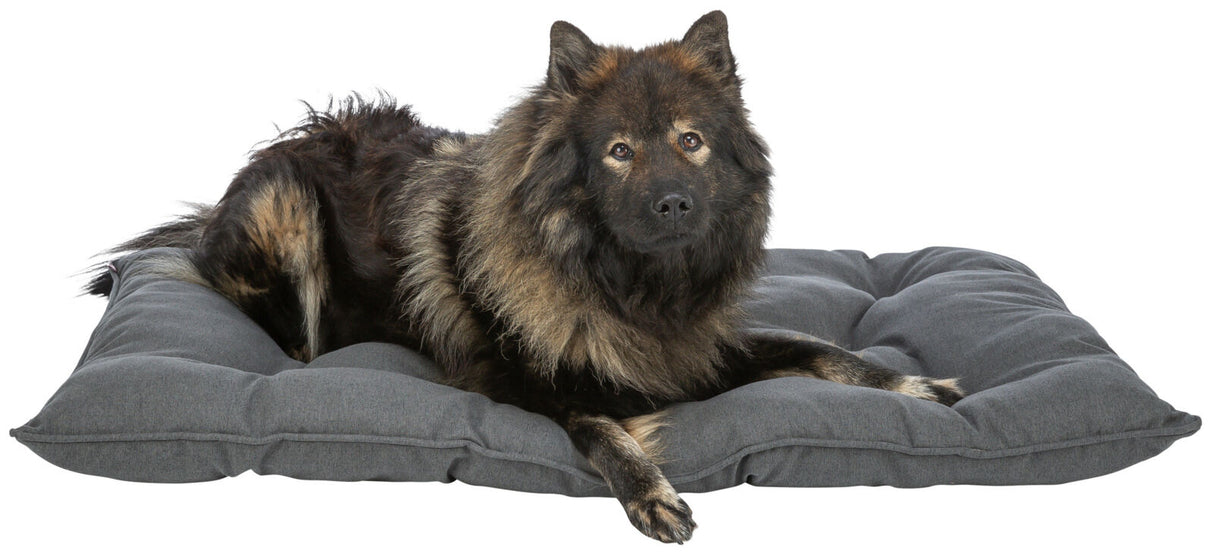 Ein großer Hund mit dunklem, langem Fell liegt auf einem grauen Kissen auf einem weißen Hintergrund.