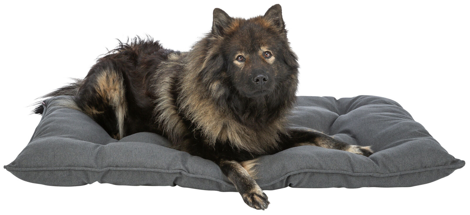 Ein großer Hund mit dunklem, langem Fell liegt auf einem grauen Kissen auf einem weißen Hintergrund.