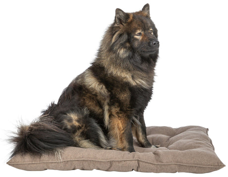 Ein flauschiger Hund mit braunem und schwarzem Fell sitzt aufmerksam auf einem weichen, beigen Kissen.