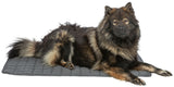 PHO_PRO_DOG_CLIP_384120-384121-384122-384123-1