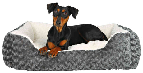 PHO_PRO_DOG_CLIP_38961-38963-1