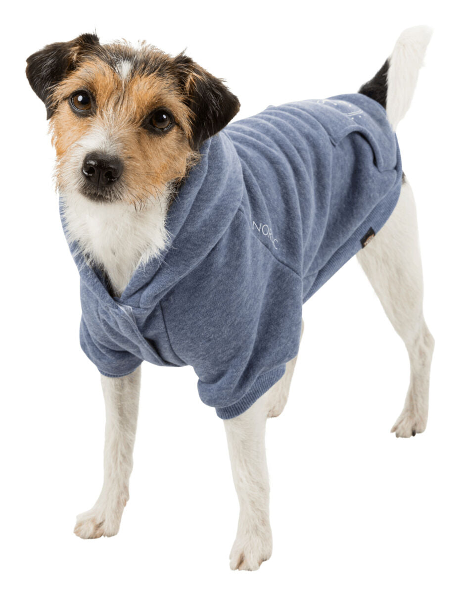 Ein kleiner Hund trägt einen blauen Hundepullover mit Kapuze stehend auf einem weißen Hintergrund.