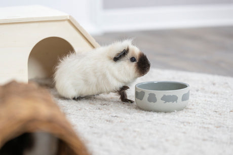 Ein weiß-braunes Meerschweinchen sitzt vor einer grauen Schale auf einem hellen Teppich, neben einer Holzhütte.