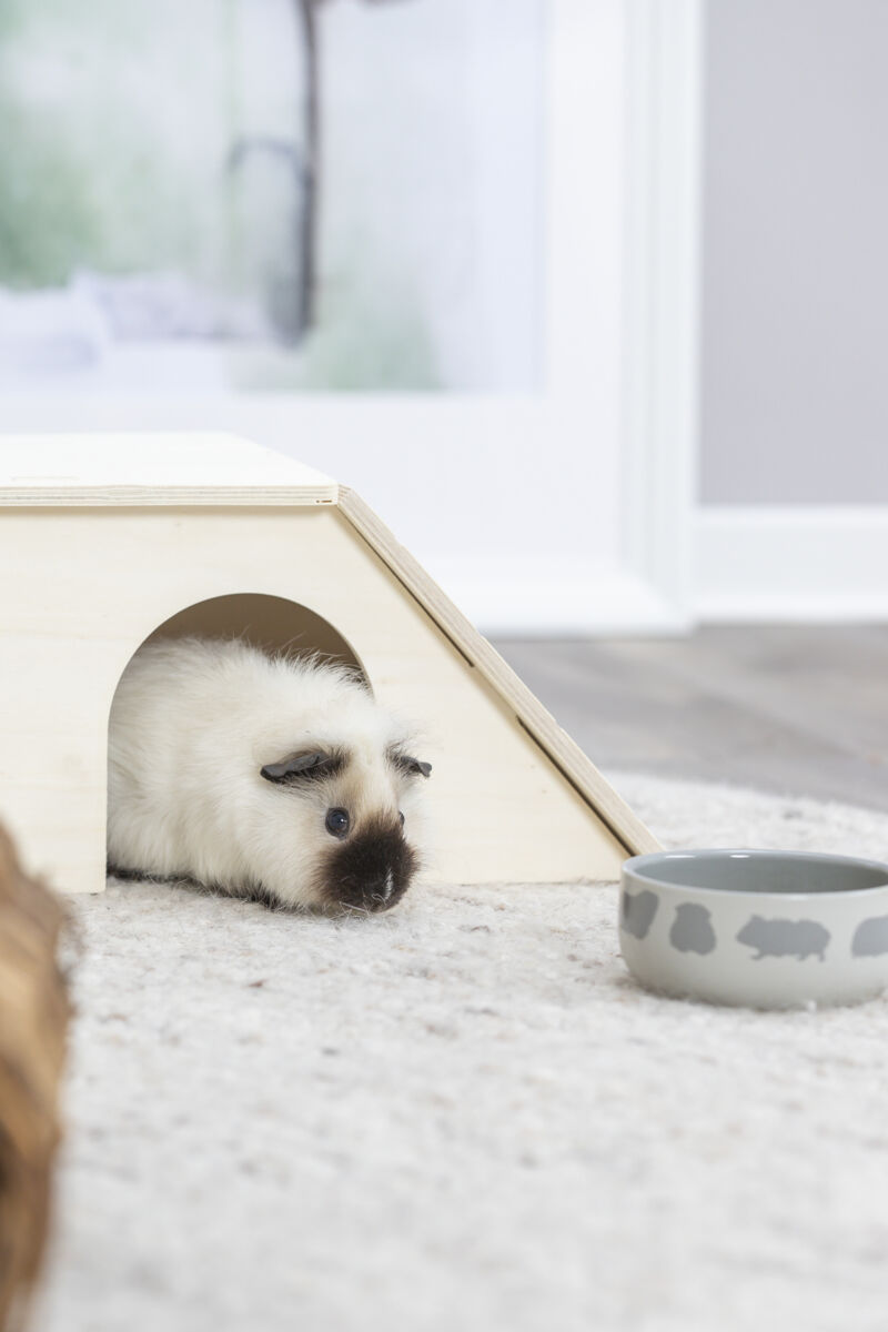 Ein weißes Meerschweinchen mit dunklem Gesicht liegt in einem Holzhäuschen, daneben steht ein grauer Napf auf einem Teppich.