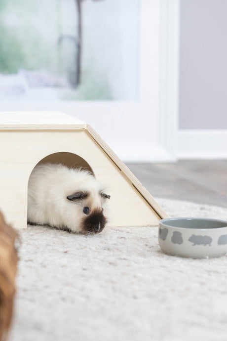 Ein weißes Meerschweinchen mit dunklem Gesicht liegt in einem Holzhäuschen, daneben steht ein grauer Napf auf einem Teppich.
