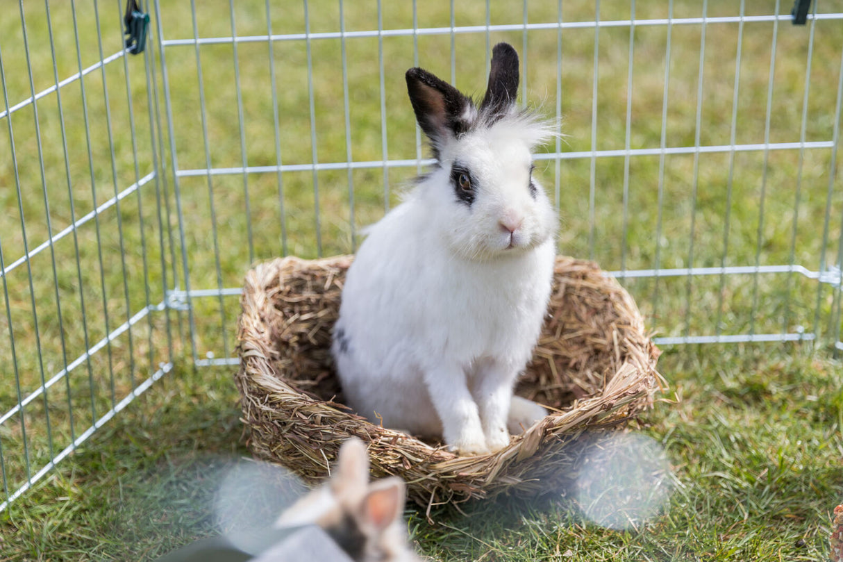 Ein weißes Kaninchen mit schwarzen Ohren sitzt in einem Strohkörbchen auf einer Wiese innerhalb eines Gitters.