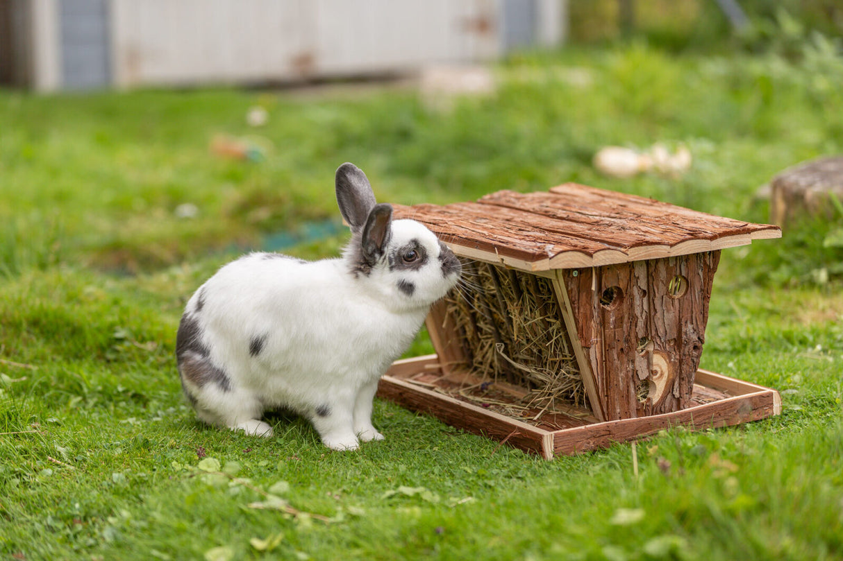 Ein schwarz-weißes Kaninchen steht auf einer grünen Wiese neben einem hölzernen Heuspender.