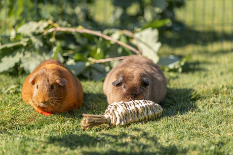 Zwei Meerschweinchen auf einer Wiese, eines braun, eines grau, mit einem geflochtenen Spielzeug vorne auf dem Gras.