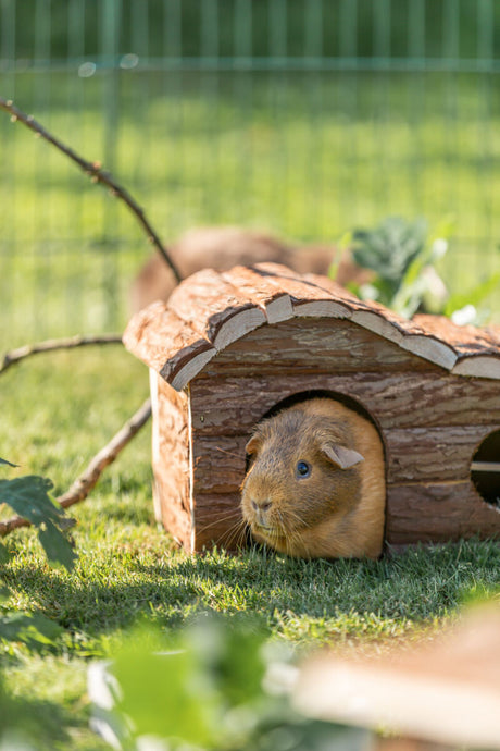 Ein Meerschweinchen sitzt in einem kleinen Holzhäuschen auf grünem Gras, umgeben von Pflanzen und einem Zaun im Hintergrund.
