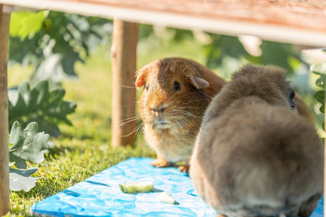 Zwei Meerschweinchen sitzen auf einer blauen Unterlage im Freien, umgeben von grünen Blättern und Ästen.