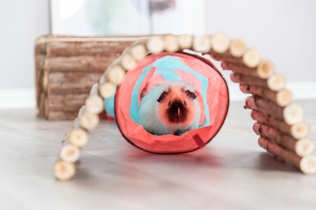 Ein Meerschweinchen sitzt in einem blau-roten Tunnel auf einem hellen Holzboden vor einem Holzpodest.