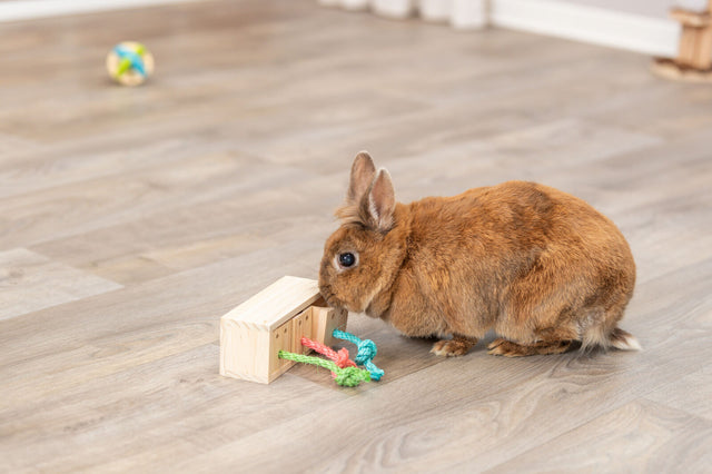 Ein braunes Kaninchen schnuppert an einem kleinen Holzspielzeug auf einem hellen Holzboden, im Hintergrund liegt ein bunter Ball.