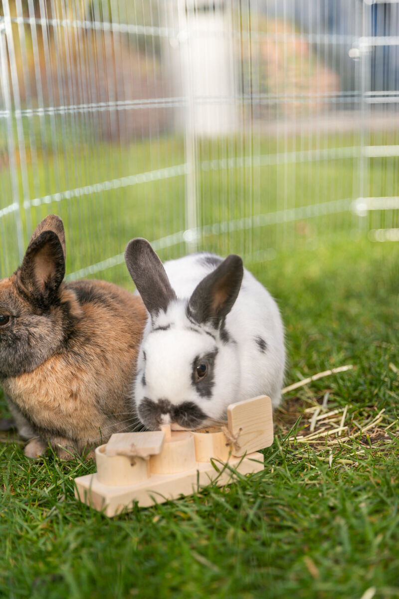 Zwei Kaninchen im grünen Außengehege neben einem Holzspielzeug aus hellem Holz.