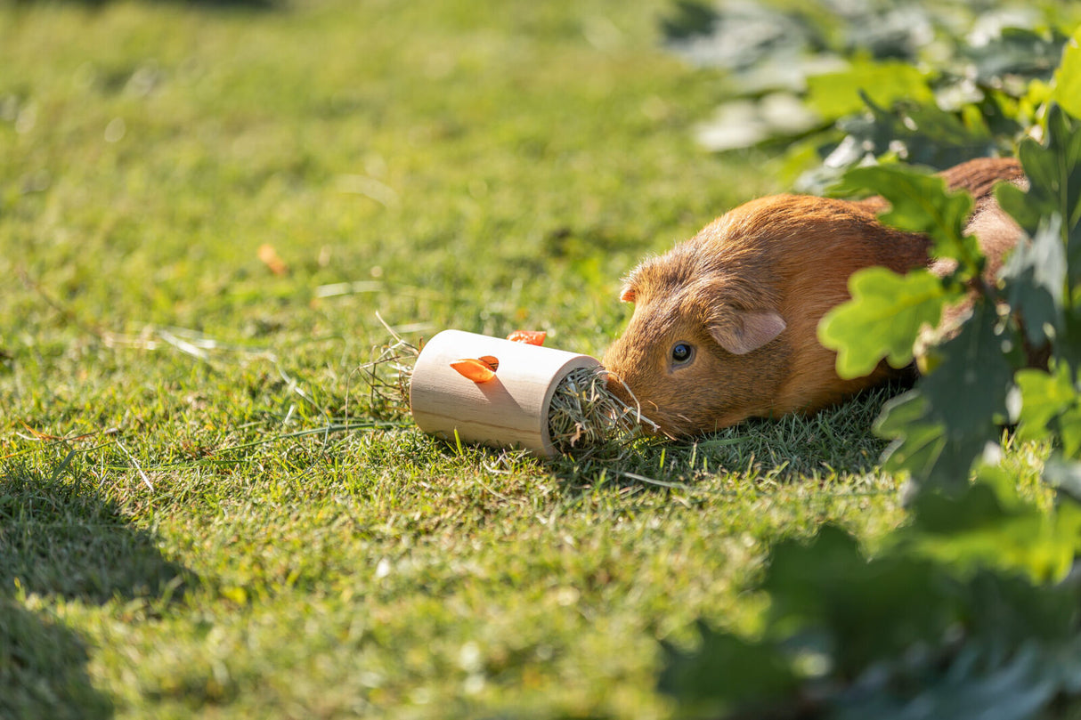 Meerschweinchen auf Gras neben einer Rolle mit Heu und Karottenstücken, umgeben von grünen Pflanzen.