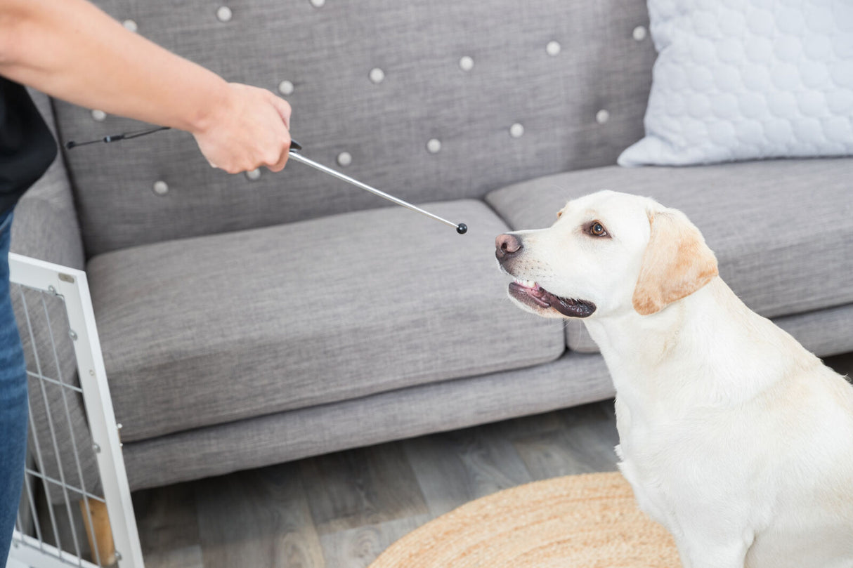 Eine Person zeigt mit einem Stab auf einen sitzenden, hellen Hund in einem Wohnzimmer mit grauem Sofa.