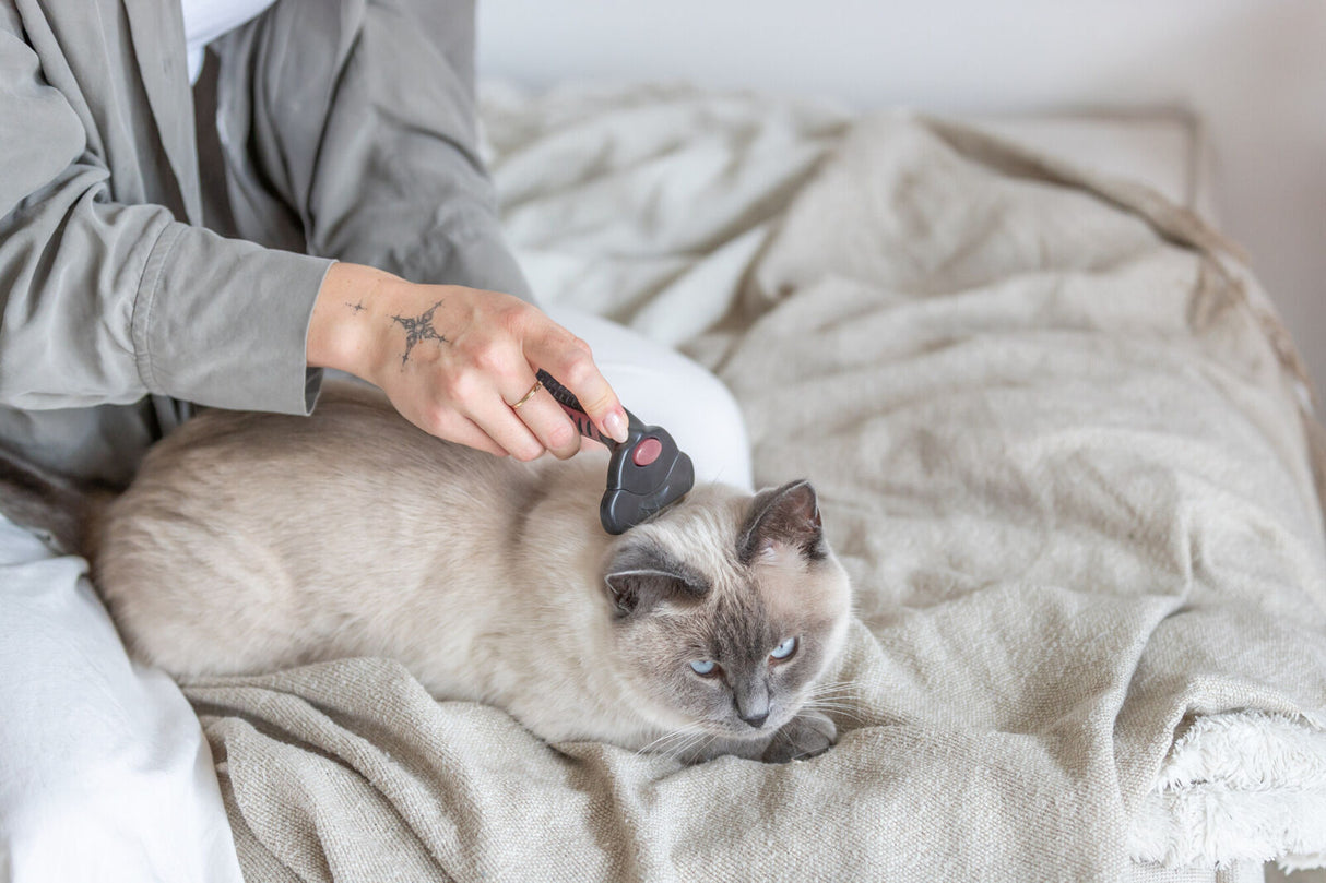 Eine Person bürstet eine hellgraue Katze auf einem beigen Stoff, die Katze liegt entspannt da.