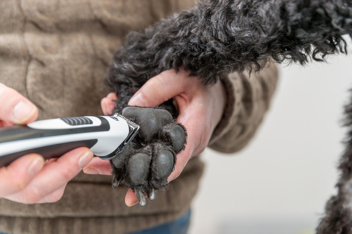 Eine Person schneidet mit einem elektrischen Trimmer die Krallen eines Hundes, der eine schwarze, lockige Pfote hat.