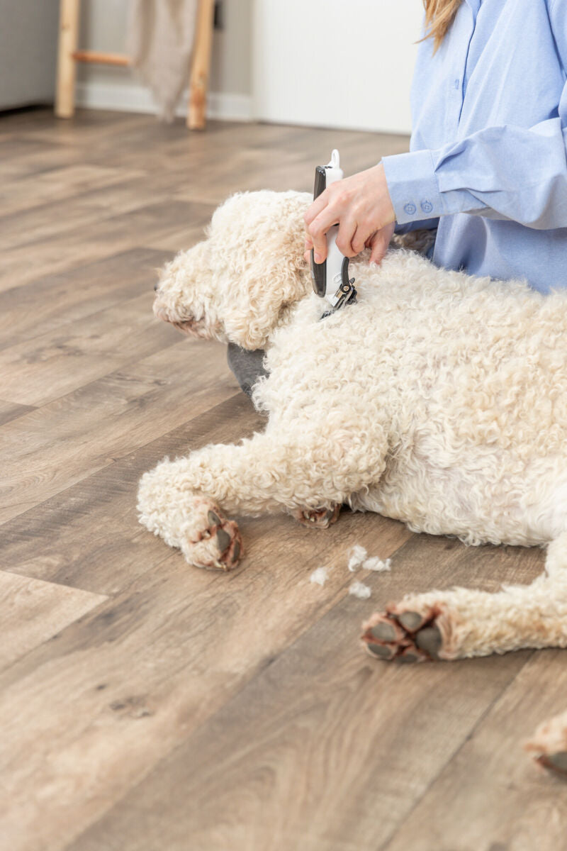 Person in blauem Hemd schert weißen Hund mit Schermaschine auf Holzboden.