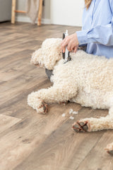 Person in blauem Hemd schert weißen Hund mit Schermaschine auf Holzboden.