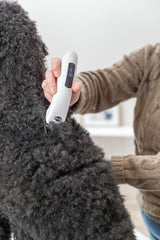 Eine Person hält eine weiße Haarschneidemaschine an schwarzem, lockigem Fell in einem Innenraum.