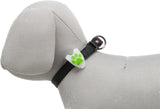 Graues Hundemodell mit schwarzem Halsband und grünem Pfotenanhänger.