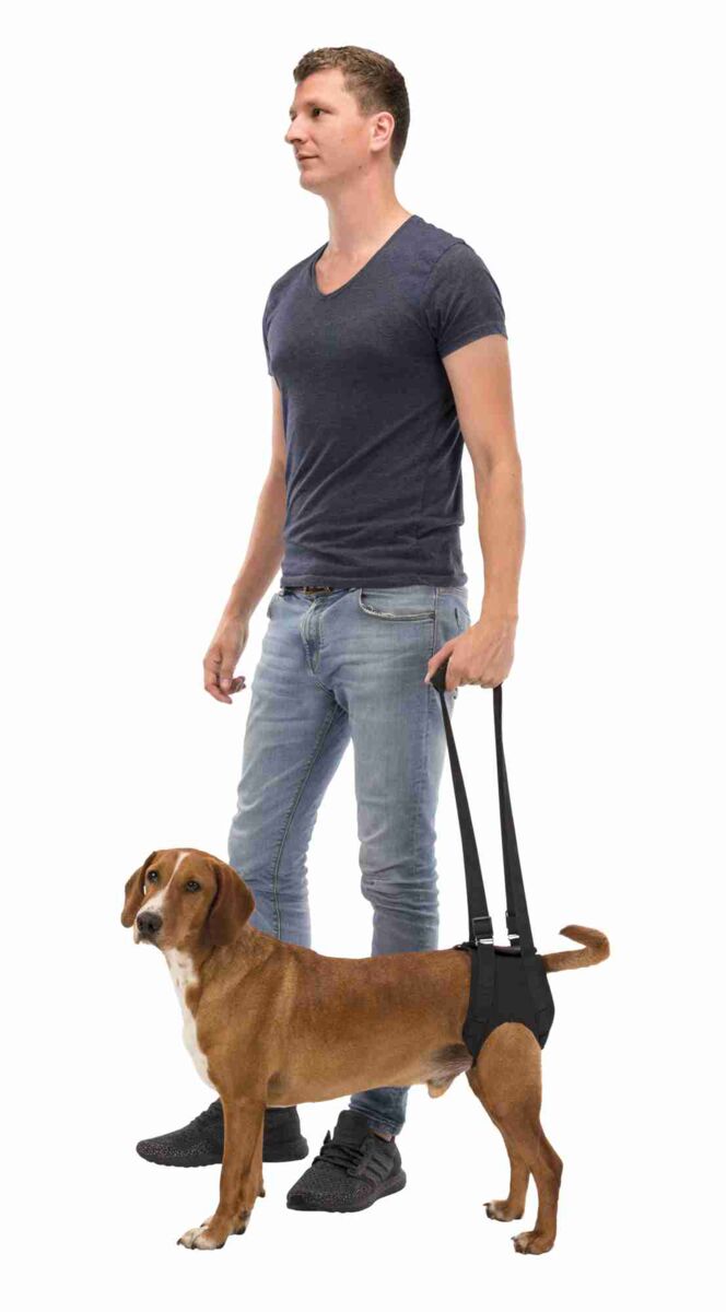 Ein Mann in blauer Jeans und grauem T-Shirt hält einen braunen Hund mit schwarzem Geschirr an einem Griff.