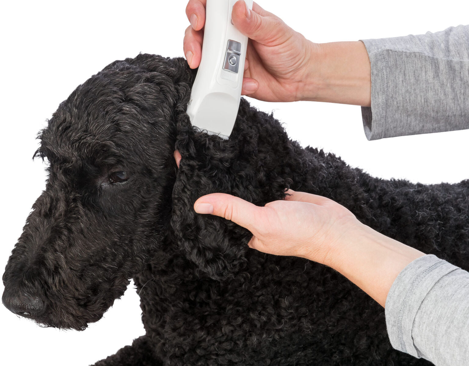 Eine Person schert einen schwarzen, lockigen Hund mit einem elektrischen Rasierer, während sie sein Ohr hält.